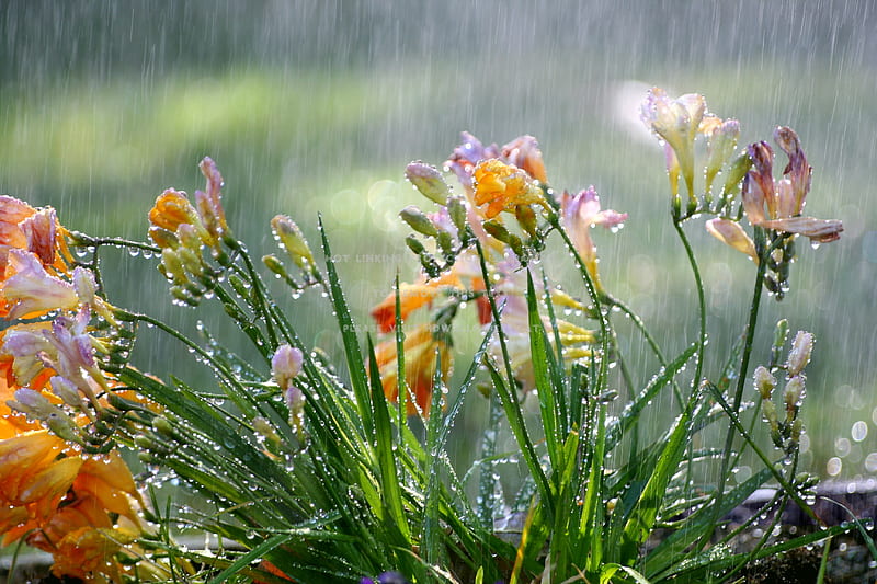 sias in the rain, flower, sia, rain, spring, water drops, HD wallpaper