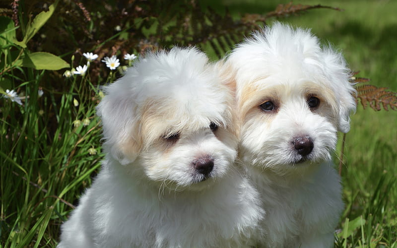 Havanese, Bichon, white fluffy puppies cute dogs, puppies, HD wallpaper