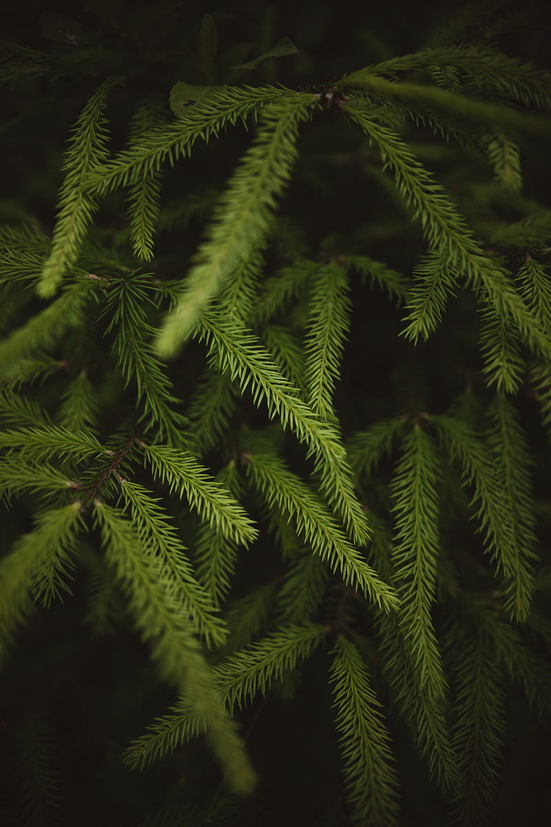 spruce, branches, needles, green, macro, HD phone wallpaper