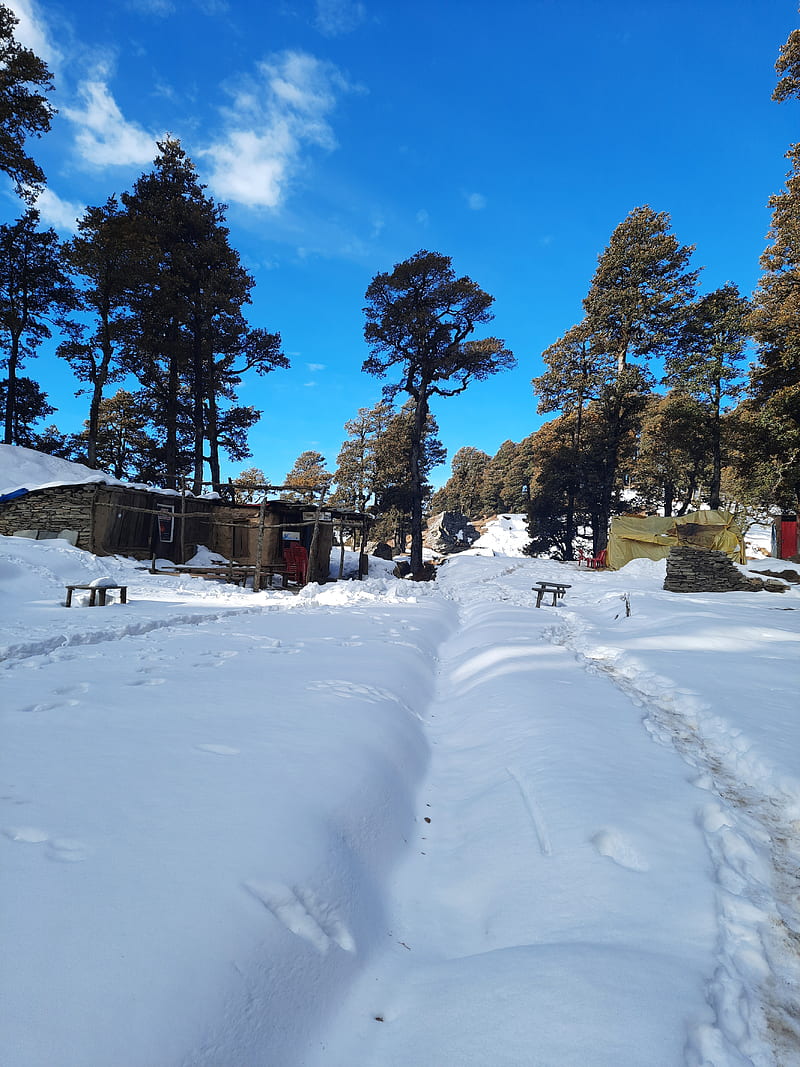Snow, beauty, cold, himachal, ladakh, mountains, shimla, tree, trees, vibes, HD phone wallpaper