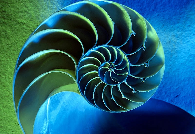 NAUTILUS, fossil, HD wallpaper