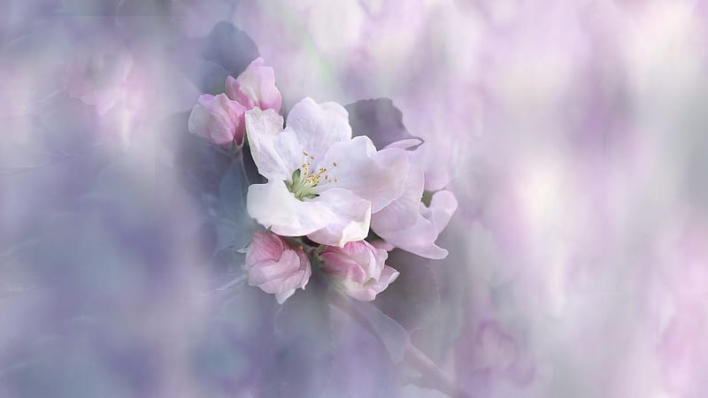Soft & Sweet, sakura, summer, flowers, blossoms, spring, lavender, muted, pink, Firefox theme, HD wallpaper