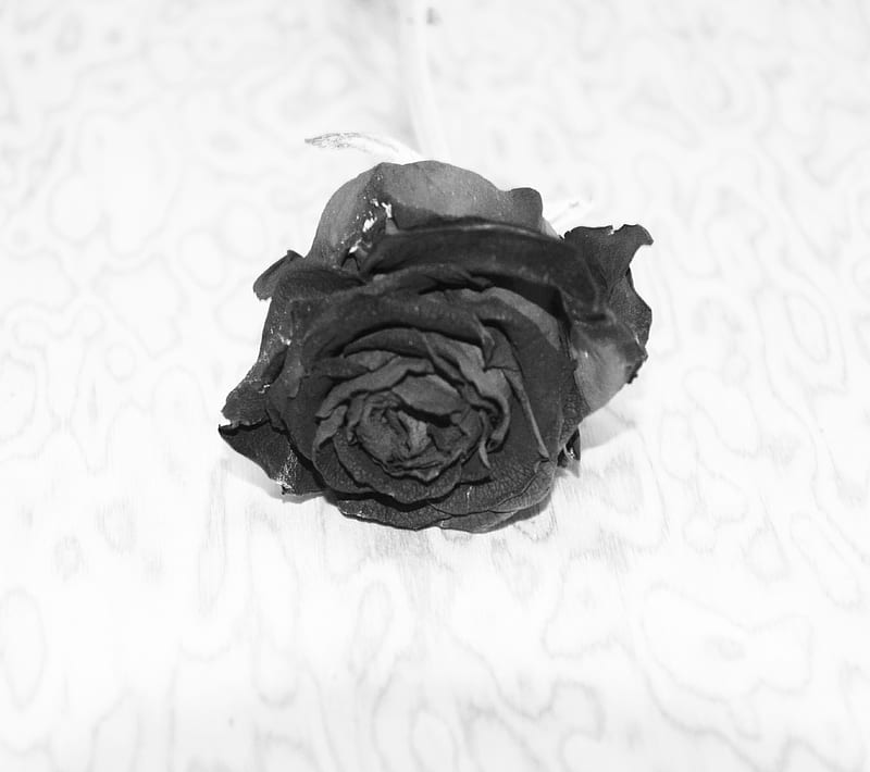 Rosa negra, negro, flor, gris, rosa, blanco, Fondo de pantalla HD | Peakpx