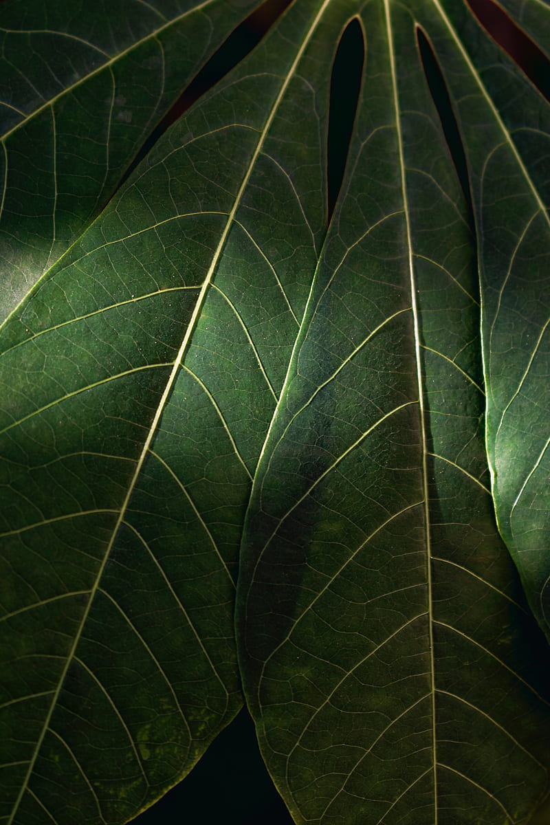 leaves, macro, veins, green, HD phone wallpaper
