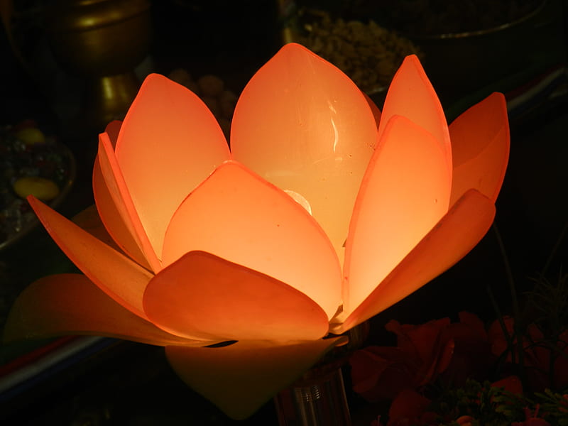 Lotus, flower, kamal, lotus flower, manali, manalis beauty, nature, HD wallpaper