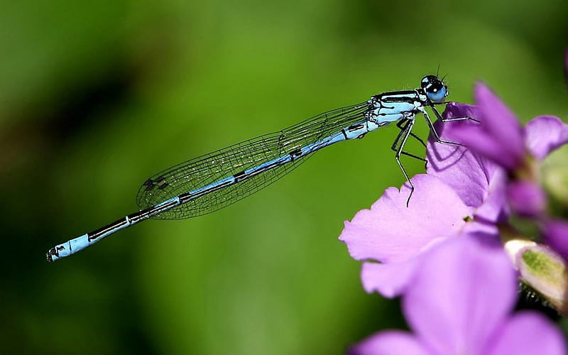 KISS FROM A DRAGONFLY, wings, dragonflies, flowers, gardens, insects, HD wallpaper