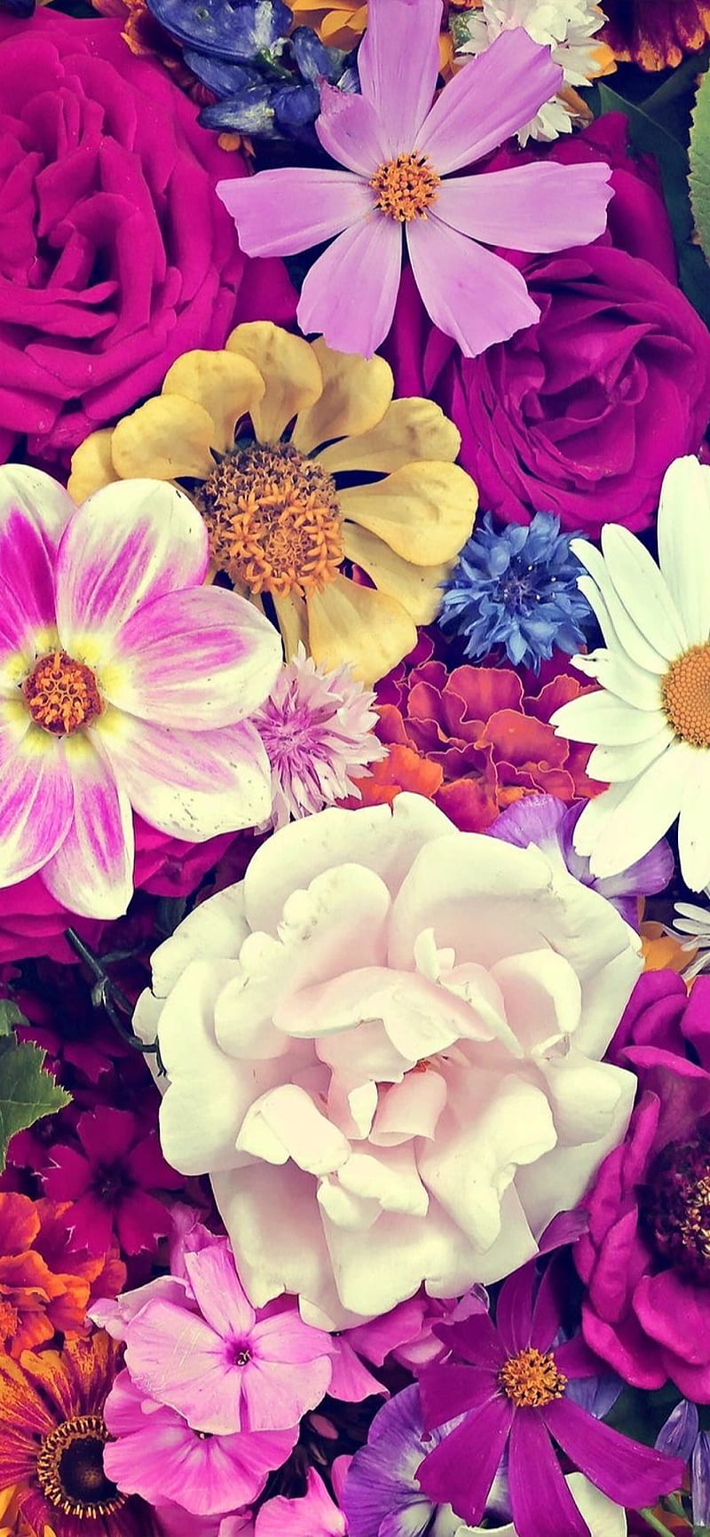 Nature  Spring flowers 2K wallpaper download
