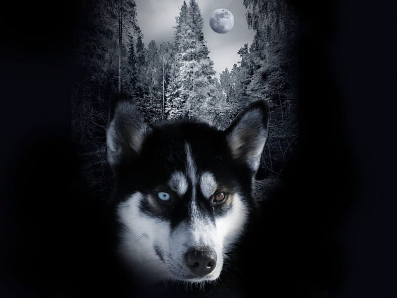 carol wolf, carol, power, water, wolf, HD wallpaper