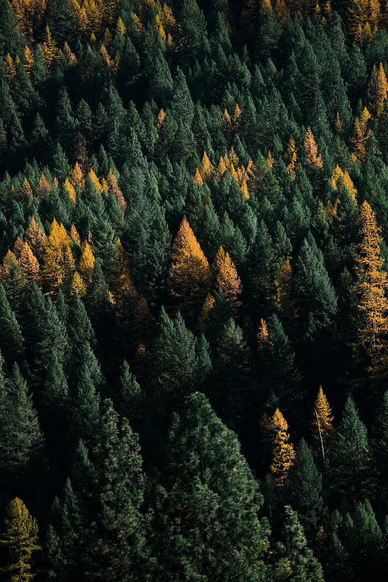 forest, coniferous, aerial view, trees, treetops, HD phone wallpaper