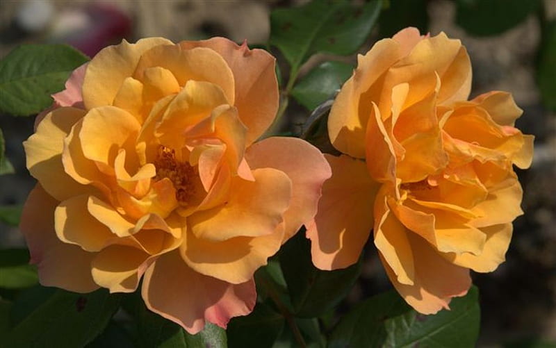 Beautiful Orange & Pink Roses for Monarch, orange, perennial, roses, heritage, bush, siempre, flowers, pink, favorites, HD wallpaper
