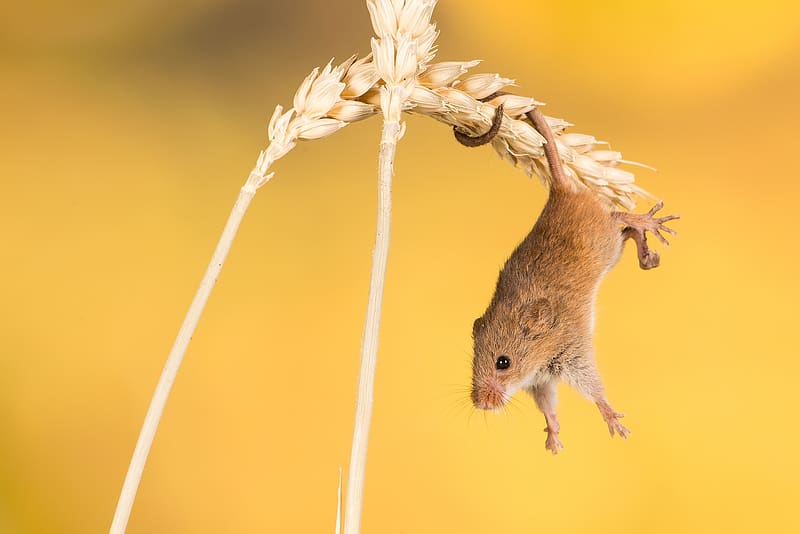 Eurasian Harvest Mouse, animal, mouse, yellow, soricel, nature, mini, rodent, little, HD wallpaper