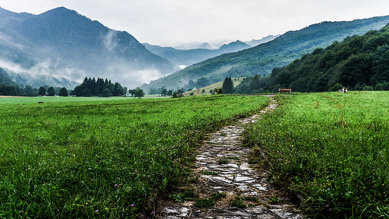 gray and white pathway between green plants on vast valley, HD wallpaper