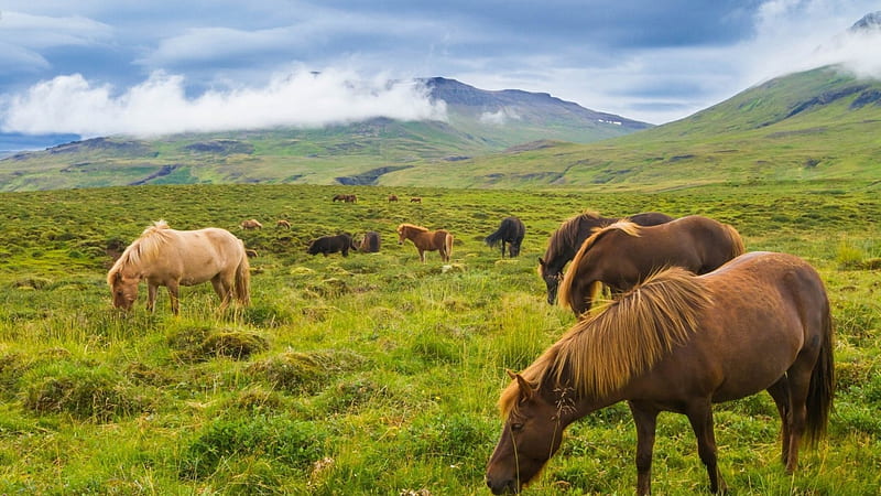horses on a meadow in iceland, mountain, grass, clouds, horses, meadow, HD wallpaper