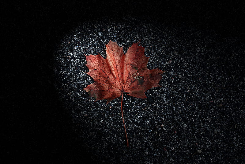 leaf, dry, brown, autumn, HD wallpaper