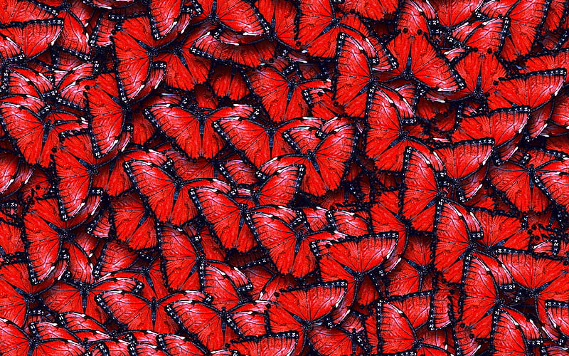red butterflies macro, red butterflies texture, background of butterflies, butterflies, nature textures, butterflies textures, HD wallpaper