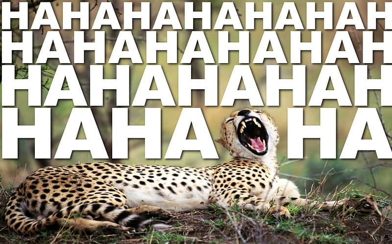 HaHaHa, cheetah, laugh, animal, Ha, HD wallpaper