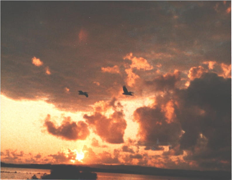 Pelicans flying during Sunrise, Yul Brynner, Il Divo, Tom Hanks, Ginger Rogers, HD wallpaper