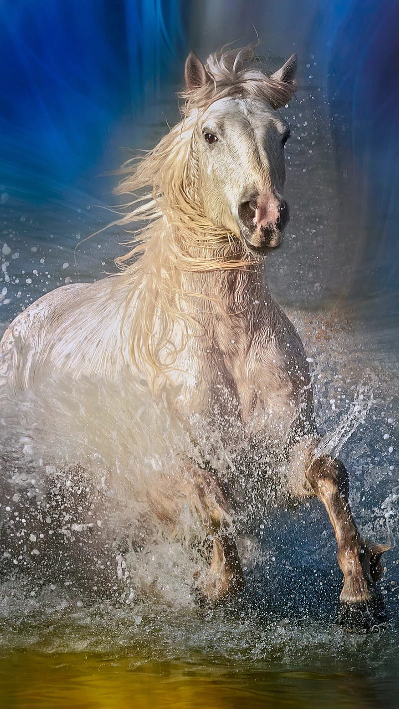 Wet horse, animal, horse, horses, running, splash, water, white, white horse,  HD phone wallpaper | Peakpx