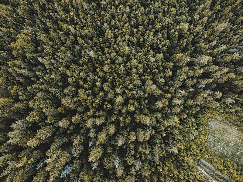 trees, forest, aerial view, spruce, HD wallpaper