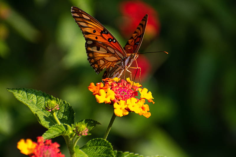 butterfly, wings, pattern, flowers, focus, HD wallpaper