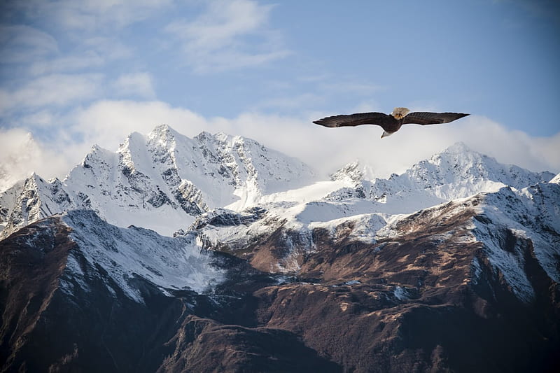 dom, bald eagle, snow, mountains, flying, clouds, sky, winter, HD wallpaper