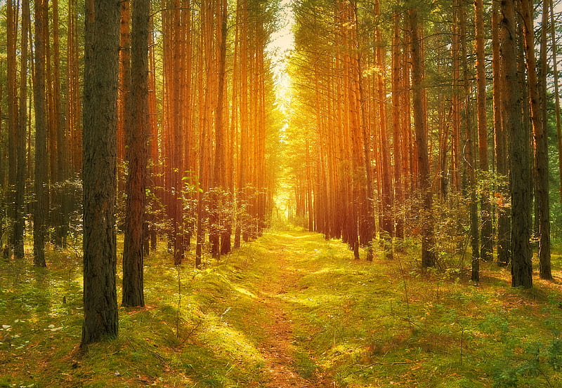 2K free download | Sunny Path in Pine Tree Forest, Forests, Pine Trees ...