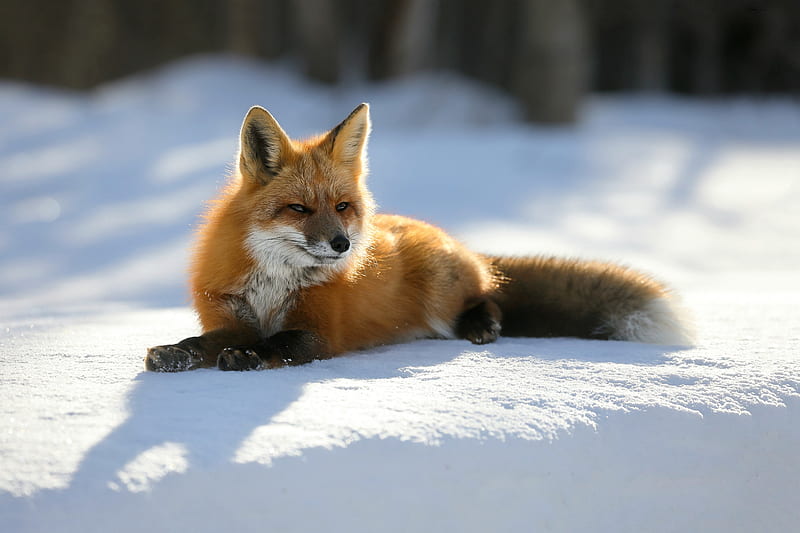 Red Fox Having Some Me Time, fox, snow, animals, outdoors, HD wallpaper
