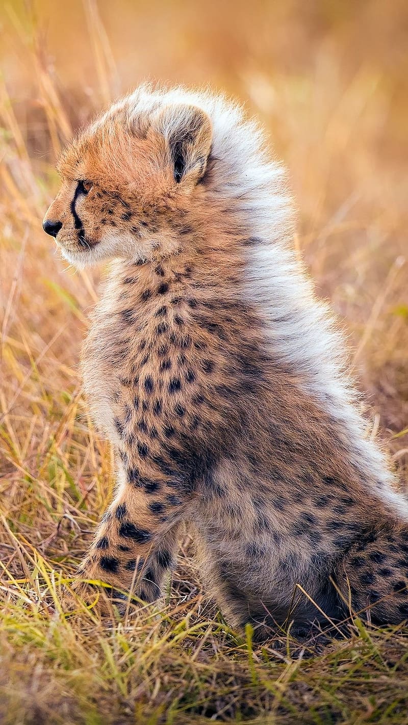 Cute Baby Animals, Cheetah Cub Sidelook, cheetah, cub, animal, wild animal,  HD phone wallpaper | Peakpx