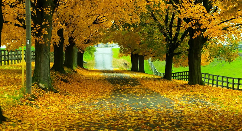 Autumn Road, autumn, nature, country, road, HD wallpaper