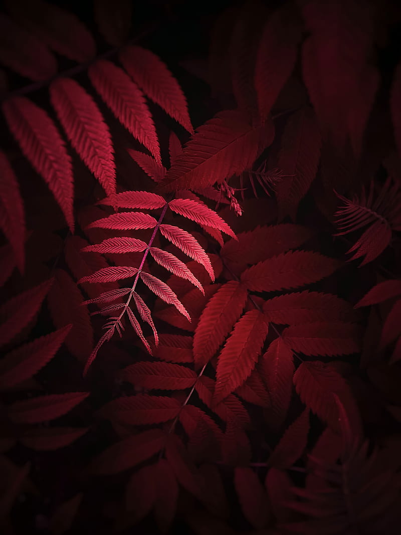 leaves, plant, red, macro, close up, HD phone wallpaper