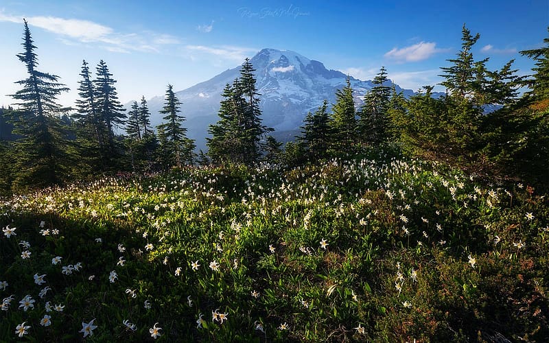 Mt. Rainier National Park, Washington, usa, clouds, treessky, rocks, flowers, HD wallpaper