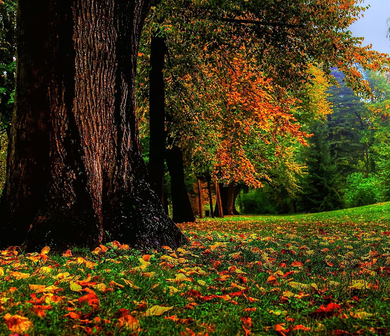 Autumn Trees, landscape, nature, HD wallpaper | Peakpx