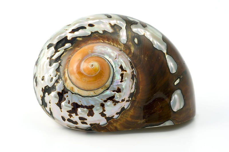 Sea Shell, nature, shell, snail, sea, HD wallpaper