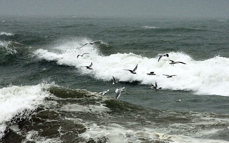 Gulls feed off the debris stirred up by breaking waves, breaking, waves, gulls, HD wallpaper
