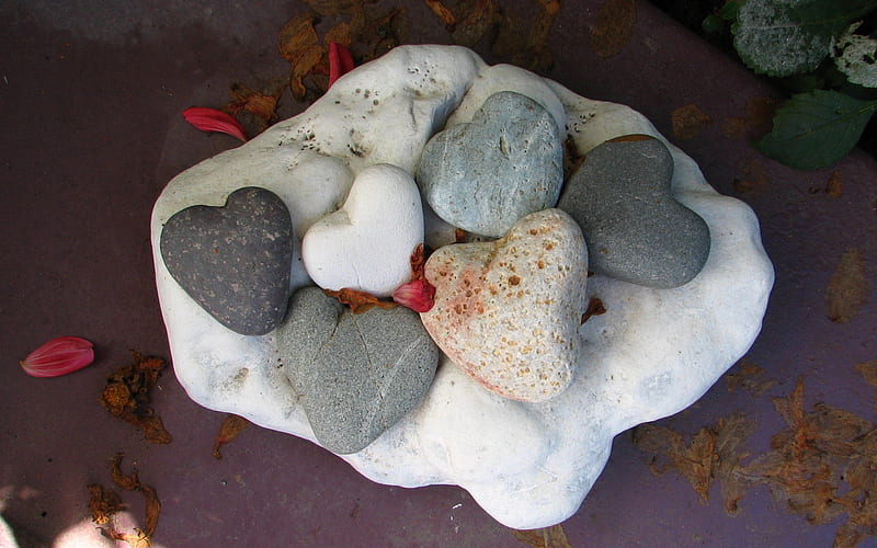 Stone hearts, silent memories, beach, new zealand, rose petals, clam shell, HD wallpaper