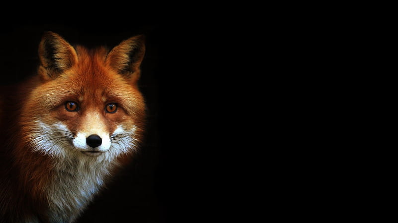 fox, corner, look, waiting, HD wallpaper
