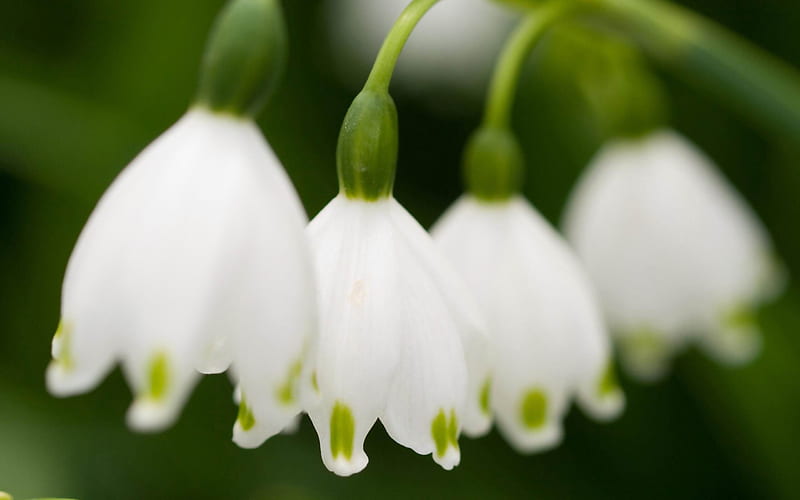 lily of the valley white-Flowers, HD wallpaper