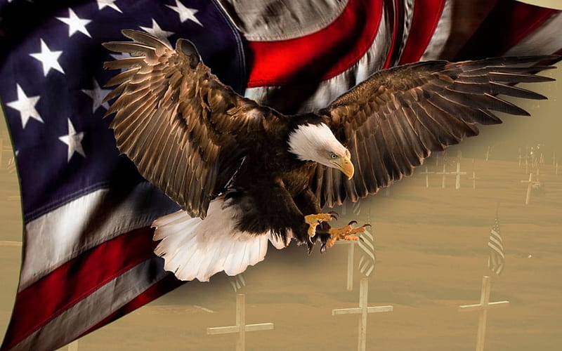 USA!USA!, eagles, birds, usa, flag, HD wallpaper | Peakpx