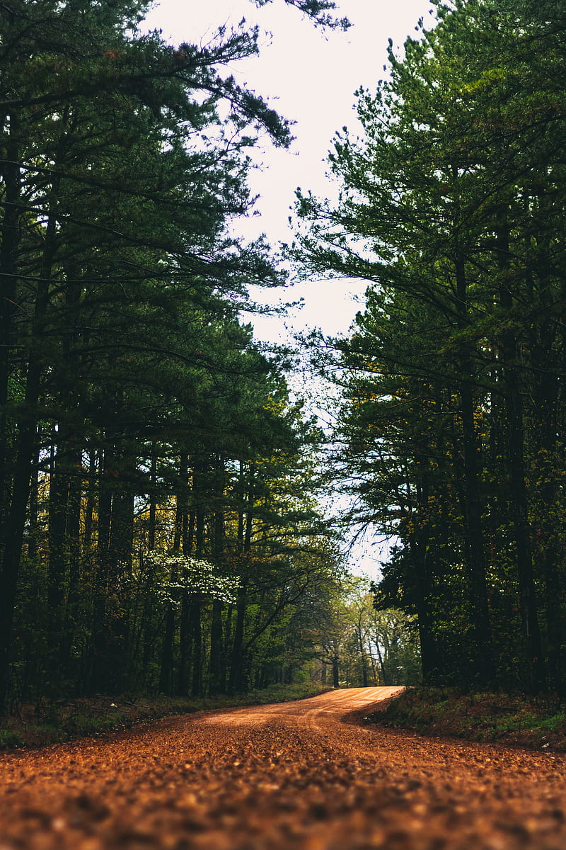 road, alley, trees, branches, distance, HD phone wallpaper