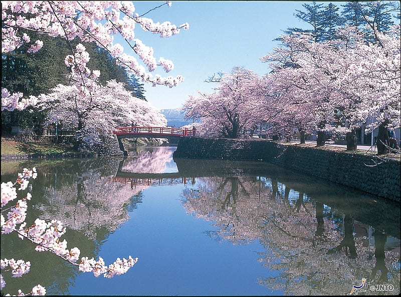 Tsuruoka Park, sakura, lovely, japanese, spring, park, cherry blossom, plum, japan, flowers, nature, river, pink, HD wallpaper