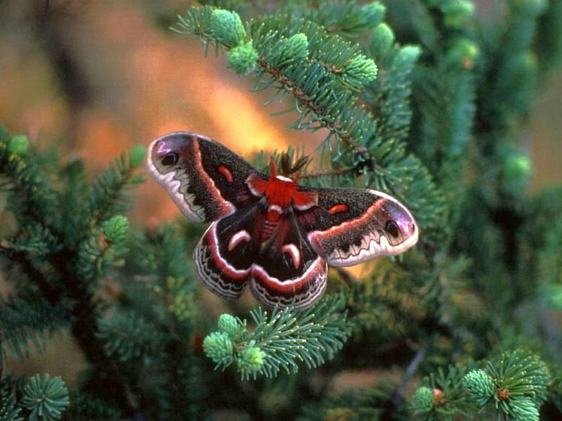 Beautiful Moth, moth, colors, bonito, HD wallpaper