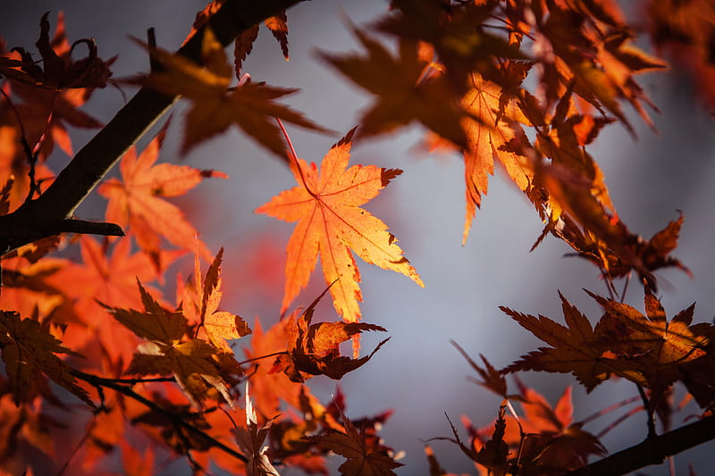 Autumn Leaves , autumn, leaves, HD wallpaper