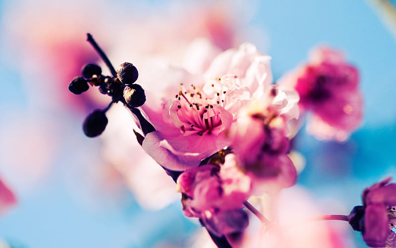 Beautiful Japanese cherry blossom season 09, HD wallpaper