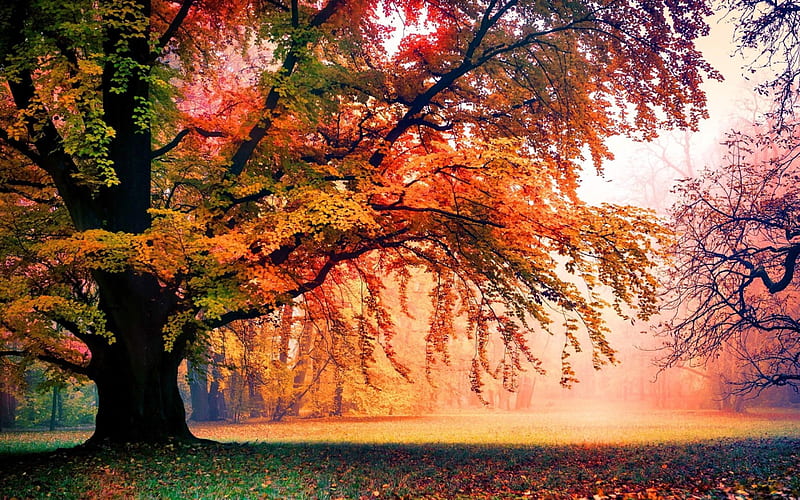 Autumn Moods, Trees, Morning, Colorful, Park, Fog, HD wallpaper