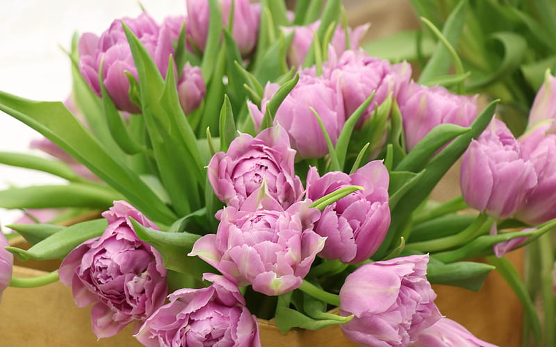 purple tulips, beautiful bouquet, tulips, spring flowers, floral background, purple flowers, HD wallpaper