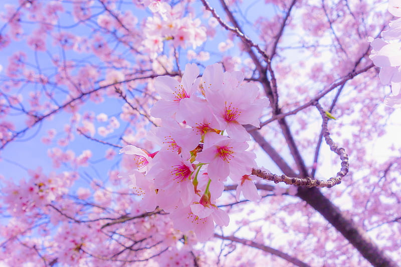 Beautiful Flowers, japan, Branches, Sakura, Flowers, Blooming, HD wallpaper