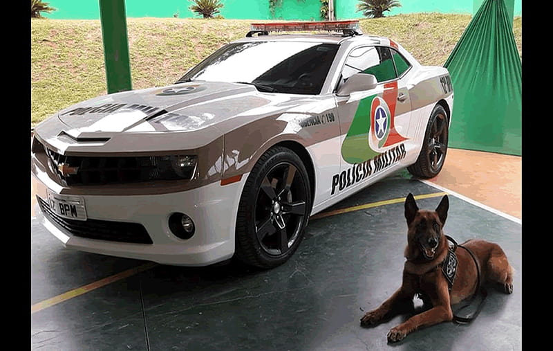 camaro policia, cachorro, brazil, racing, HD wallpaper