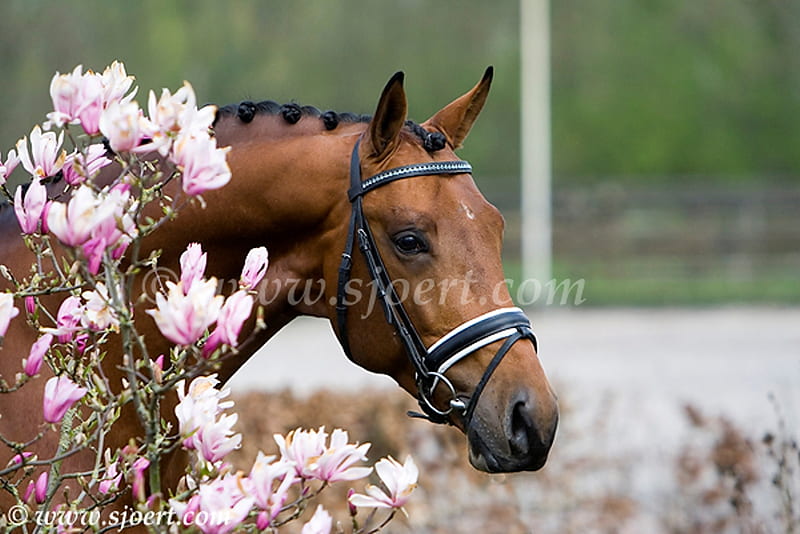 Beautiful Head Shot, blossem, lovely, pony, beauty, headshot, nature, animals, horses, HD wallpaper