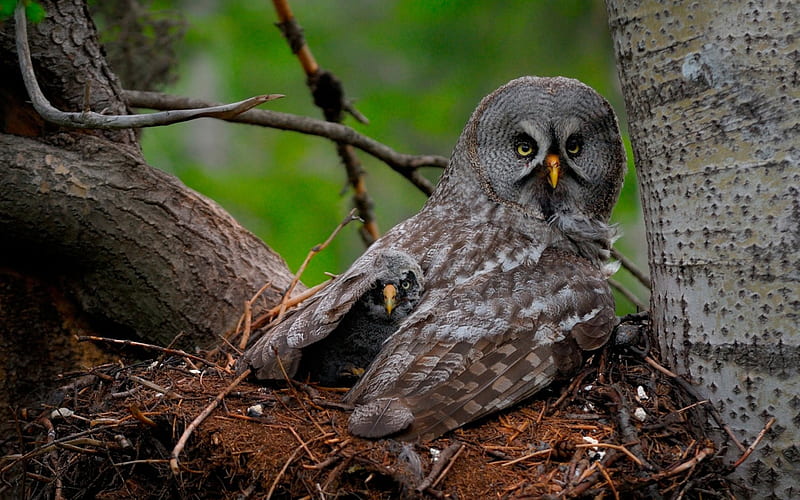 Great Gray Owl Chick, Chicks, Owls, Animals, Birds, HD wallpaper