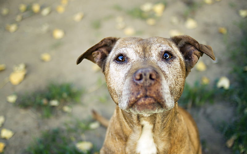 Pit Bull, close-up, brown pitbull, muzzle, dogs, Pit Bull Terrier, pets, Pit Bull Dog, HD wallpaper